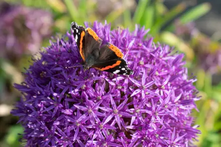 Laukka, Ukko-, `Purple Sensation` - Laukat - AB10010011214 - 1