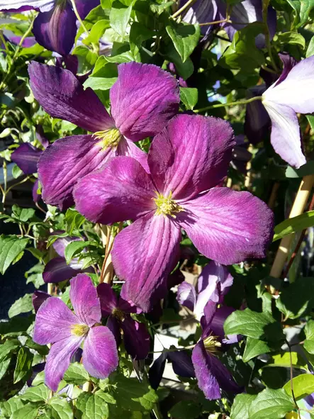 Loistokärhö Jackmanii Purpurea - Clematikset - AB10010011314 - 1