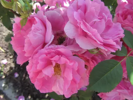 Morden Centennial Kanada-ruusu - Kanadalaiset ruusut - 3940564061734 - 1