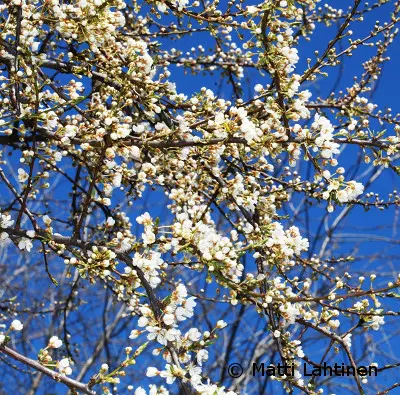 Nukkakirsikka Lumikki 150-200 - Kirsikkapuut - AB10010010254 - 1