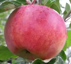 Omenapuu Krasnoje Ranneje 150-200 - Omenapuut - 3950874268464 - 1