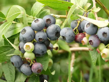 Arnenmustikka Northblue - Mustikat - 3940535379554 - 1