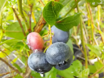 Aaronmustikka Patriot - Mustikat - 3940535382004 - 1