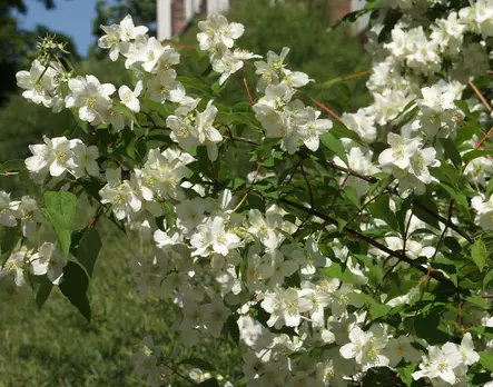 Pihajasmike - Astiataimet - 3940523671684 - 1