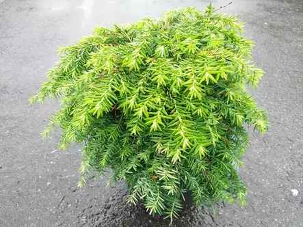 Pikkukanadanhemlokki Nana 25-30 cm - Muut havut - 3940564818024 - 1