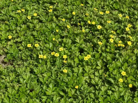 Rönsyansikka - Perennat - 6417481275904 - 1