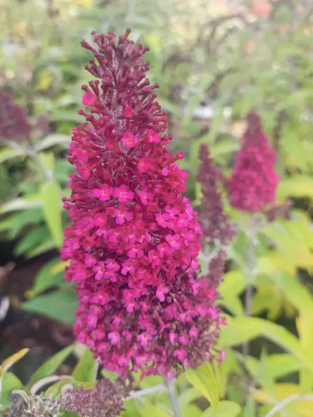 Syyssyrikkä FUNKY FUCHSIA® - Astiataimet - AB10010012294 - 1