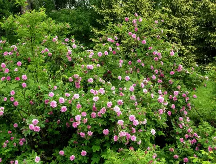 Tornionlaaksonruusu - Pensasruusut - 3940564039214 - 1