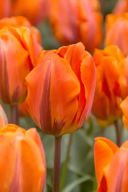 Tulppaani `Princess Irene` - Tulppaanit - 3942586499984 - 1