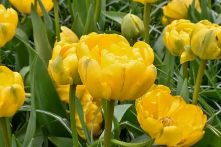 Tulppaani `Yellow Pomponette` - Tulppaanit - AB10010012364 - 1