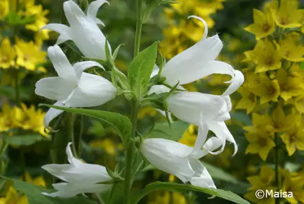 Ukonkello Alba - Perennat - AB10010010224 - 1