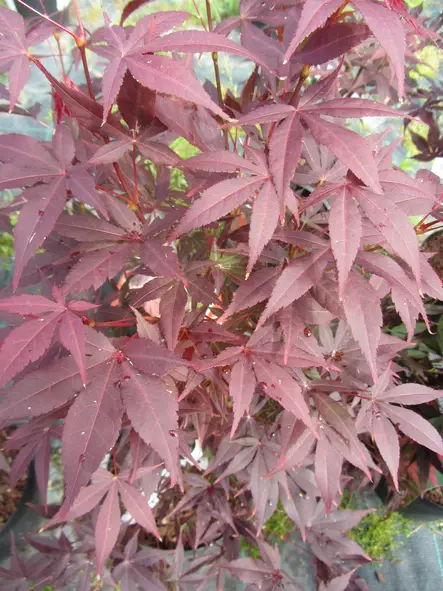 Verijapaninvaahtera Atropurpureum - Astiataimet - AB10010011414 - 1