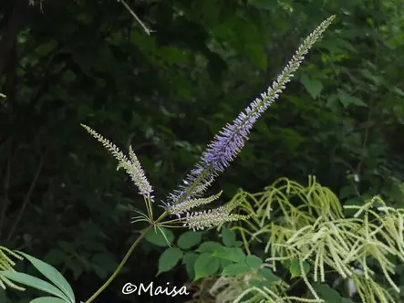 Virginiantädykkö - Perennat - AB10010011634 - 1