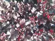 Tarhakeijunkukka Black Pearl - Perennat - AB10010012104 - 1