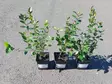 Kiiltotuhkapensas kesäaita - Astiataimet - 3940523670694 - 5