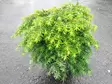 Pikkukanadanhemlokki Nana 25-30 cm - Muut havut - 3940564818024 - 1