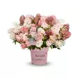 Japaninhortensia Groundbreaker®Blush - Astiataimet - AB10010012094 - 1