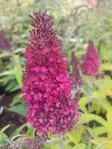 Syyssyrikkä FUNKY FUCHSIA® - Astiataimet - AB10010012294 - 1