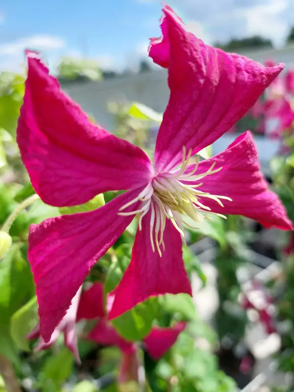 Tarhaviinikärhö Mme Julia Correvon - Clematikset - AB10010011164 - 1