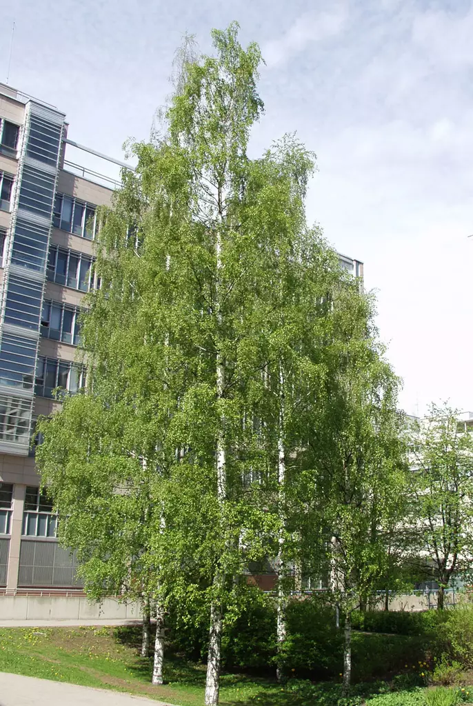 Rauduskoivu - Lehtipuut - AB10010011884 - 1