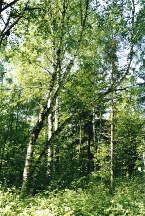 Visakoivu Visakuningatar - Lehtipuut - AB10010011904 - 1