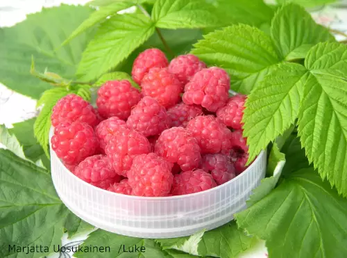 Mesivadelma Heisa - Vadelmat - AB10010012114 - 1