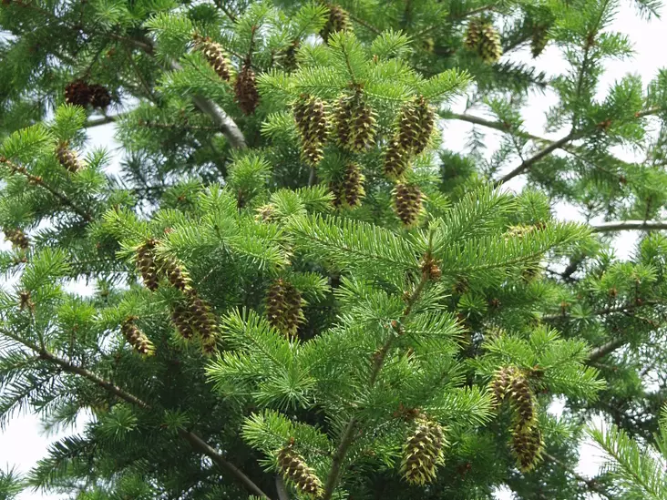 Lännendouglaskuusi - Kuuset - AB10010012234 - 1