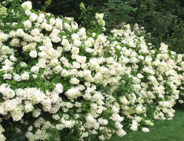 Syyshortensia Grandiflora - Astiataimet - AB10010012254 - 1