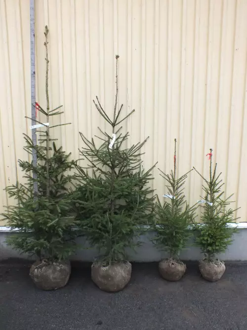 Aitakuusi - Kuuset - AB10010011974 - 10