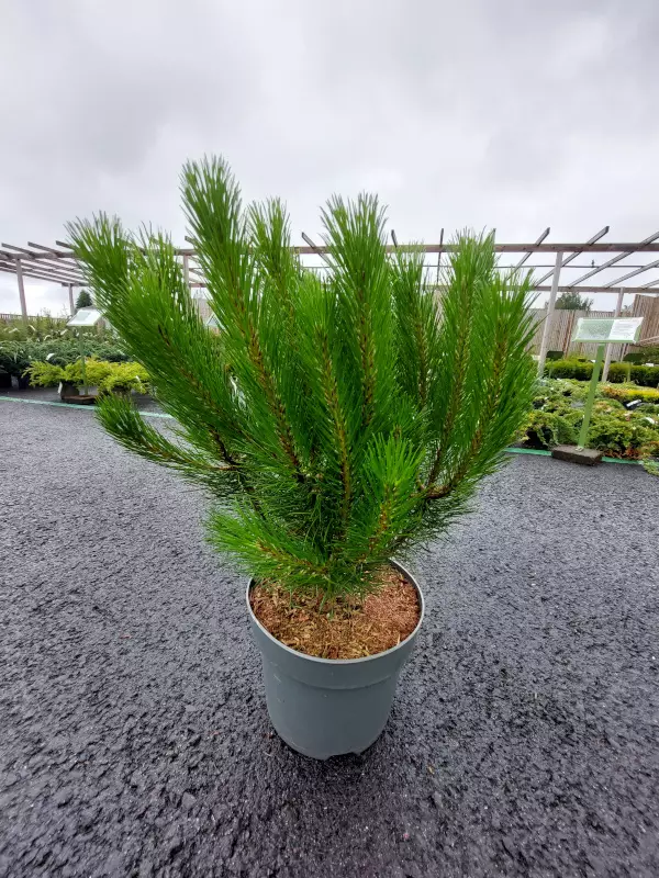 Alppimänty 40-50 - Männyt - AB10010012084 - 1