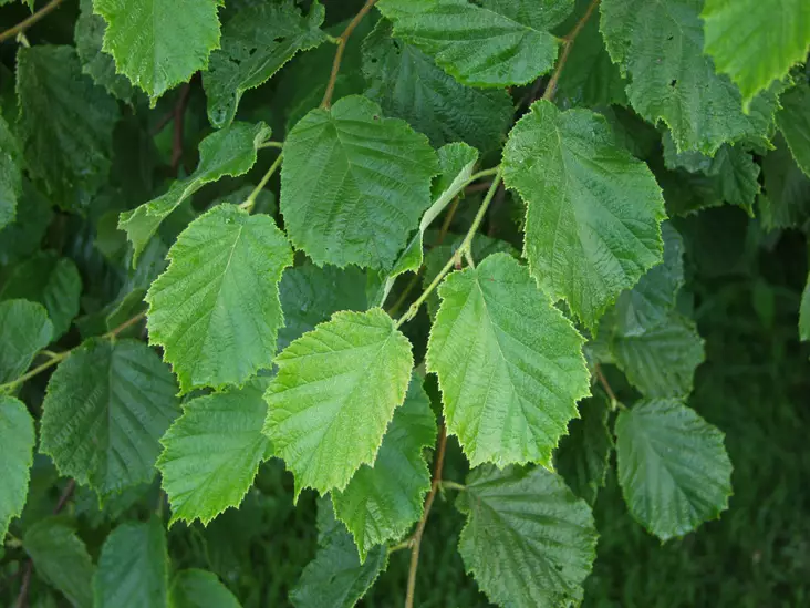 Euroopanpähkinäpensas - Astiataimet - 3940516118554 - 1