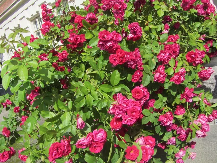 Flammentanz köynnösruusu - Ryhmäruusut oma tuotanto - 3941045166894 - 1