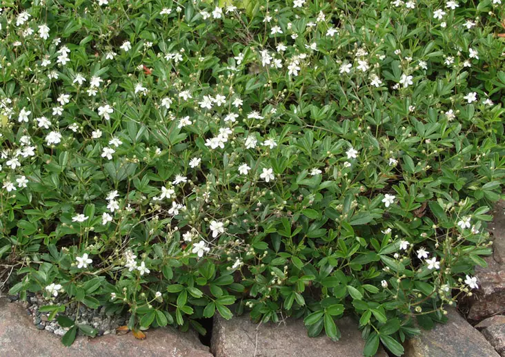 Vitinärvänä (grönlanninhanhikki) Nuuk - Perennat - 3940516086174 - 1