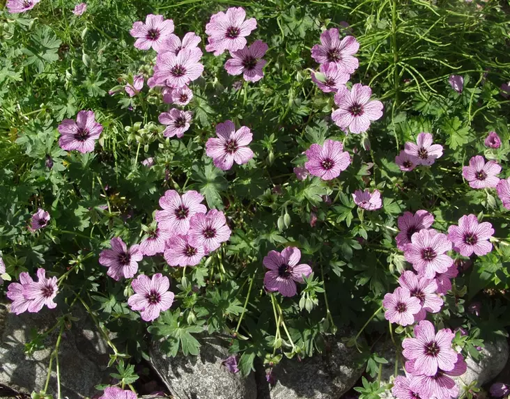 Harmaakurjenpolvi Ballerina - Perennat - 6430019380864 - 1