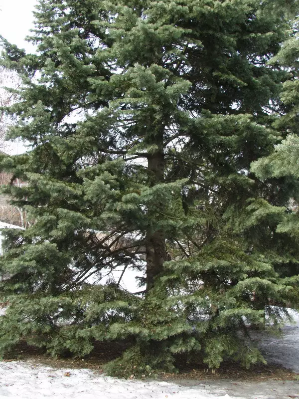 Harmaapihta - Pihdat - AB10010011944 - 1