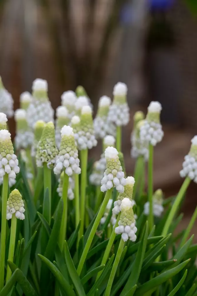 Helmililja `Siberian Tiger` - Muut - AB10010012354 - 1