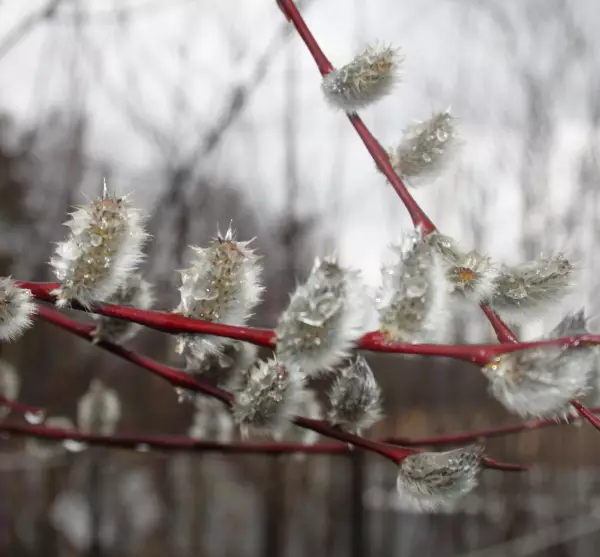 Huurrepaju - Astiataimet - 3955343035844 - 1