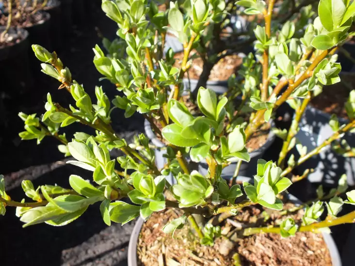 Islanninpaju Brekkavier - Astiataimet - AB10010011504 - 1