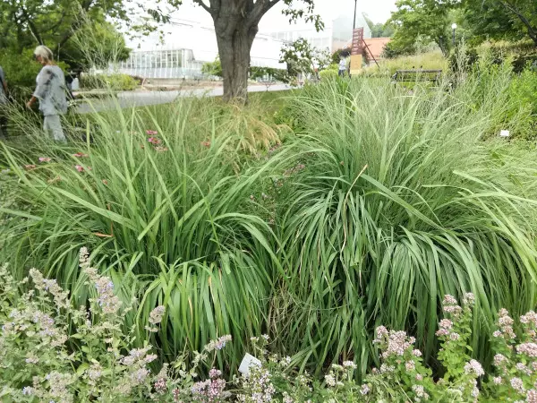 Isosiniheinä Karl Foerster - Koristeheinät - 3945763156274 - 1