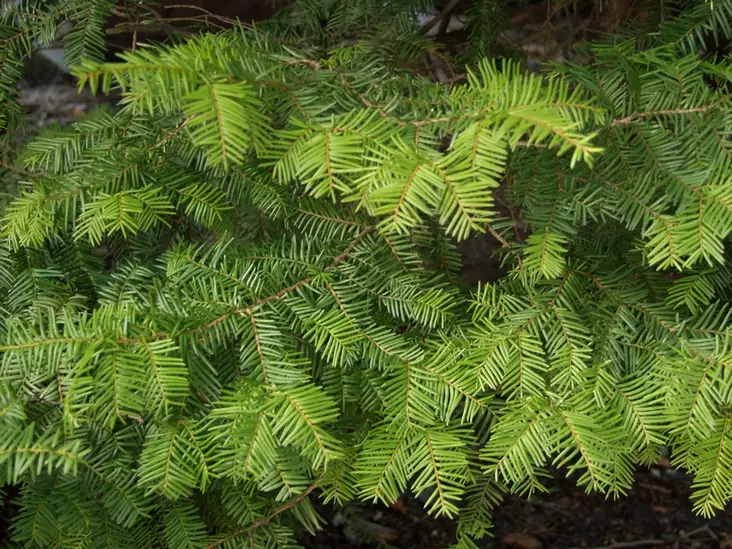 Japaninmarjakuusi - Marjakuuset - 3944835527684 - 1