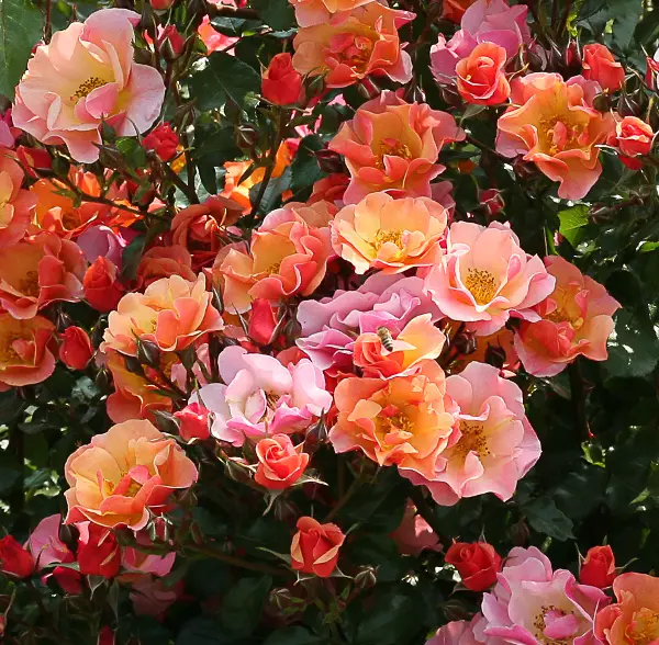 Jazz Tantop Royal - Ryhmäruusut - 4015319907304 - 1