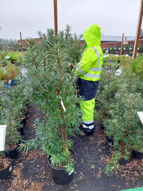 Jumbo tyrni Tytti - Jumbotaimet - AB10010011344 - 1