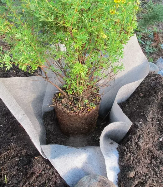 Juurimatto, leveys 1,75m - Muut rullatavarat - 6430040622384 - 1