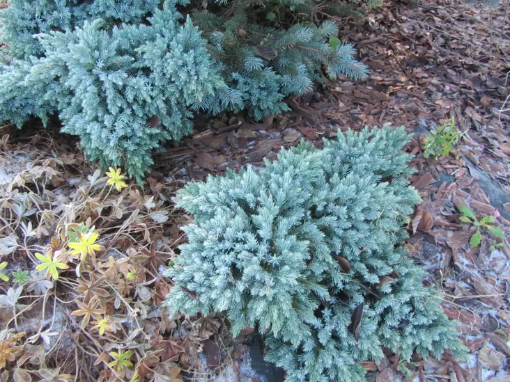 Sinikataja Blue Star - Katajat - AB10010011964 - 1