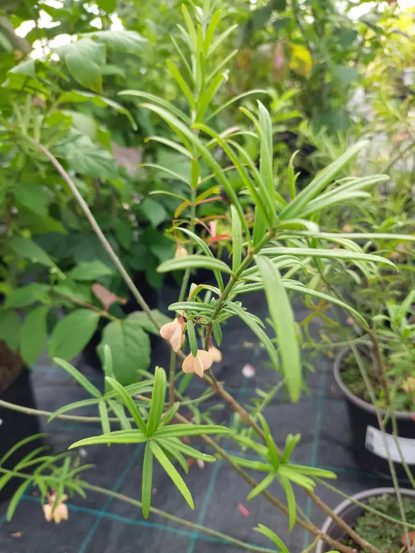 Kääpiösorvarinpensas - Astiataimet - 3940516140814 - 1