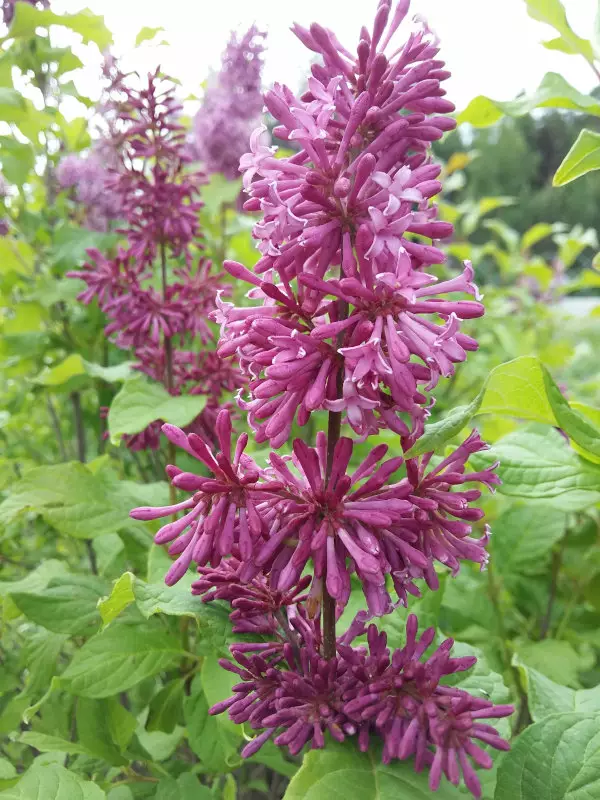 Kaarisyreeni Veera FinE® - Astiataimet - 3940523718914 - 1