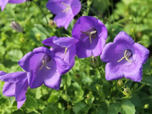 Karpaattienkello Blaue Clips - Perennat - AB10010012304 - 1