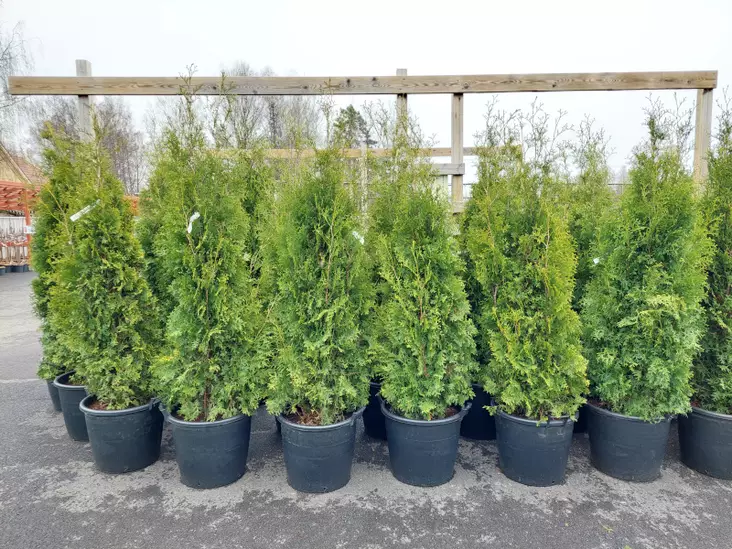 Kartiotuija King of Brabant - Tuijat - AB10010012244 - 1