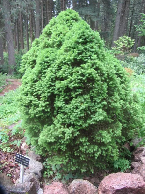 Kartioalbertankuusi Conica - Kuuset - AB10010011994 - 1