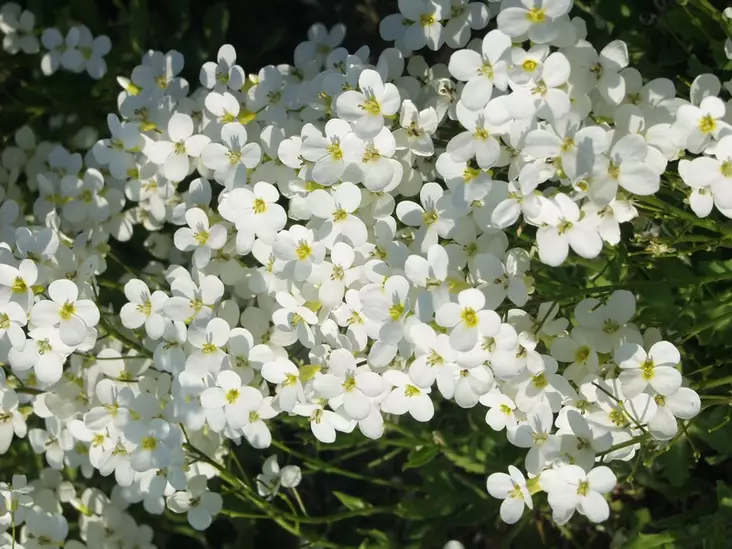 Kaukasianpitkäpalko Schneehaube - Perennat - 6430019380154 - 1